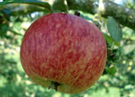Hawkridge