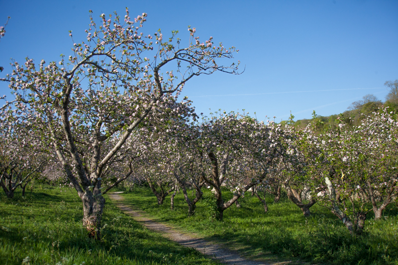 Homefarm Orchard