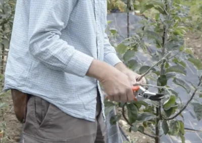 Video: How to graft a fruit tree