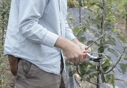 Video: How to graft a fruit tree