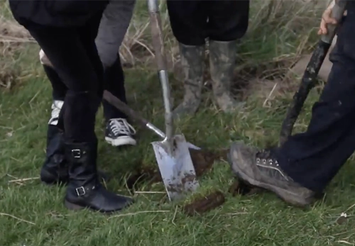 Video: How to plant a tree