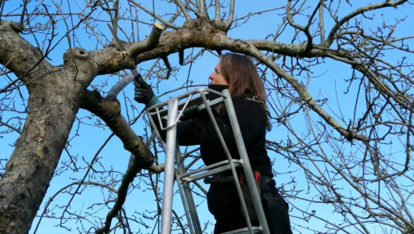 Pruning old fruit trees