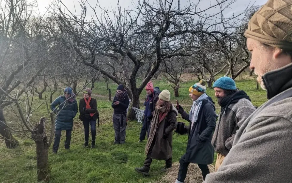 Pruning old fruit trees