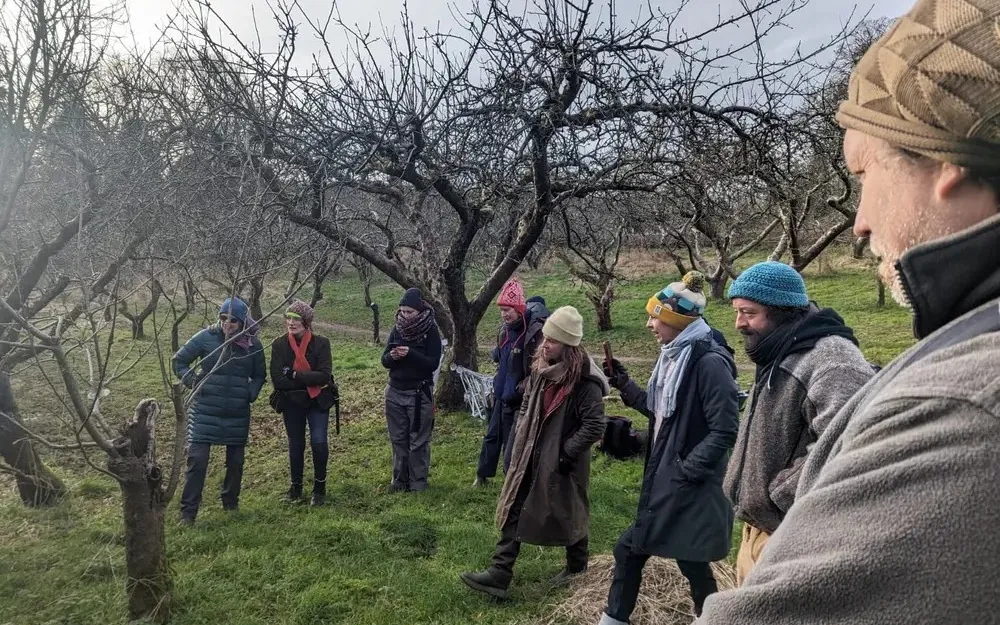 Pruning old fruit trees