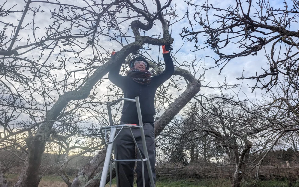 Pruning old fruit trees