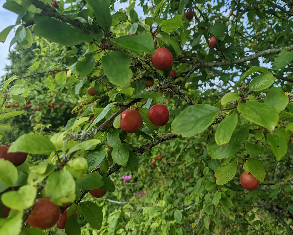 Community Orchards