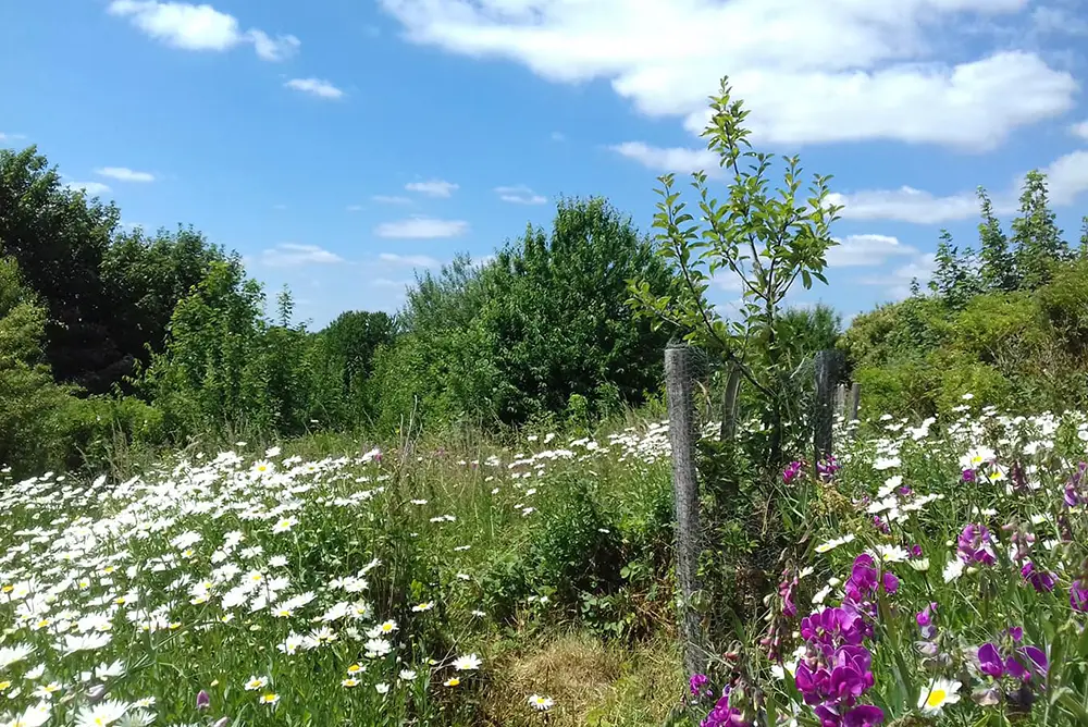 Racehill Community Orchard