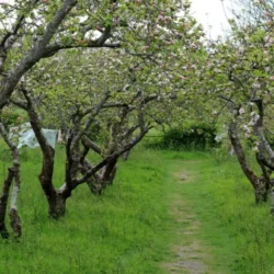 Orchard at Stanmer Park