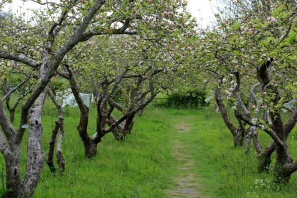 Orchard at Stanmer Park