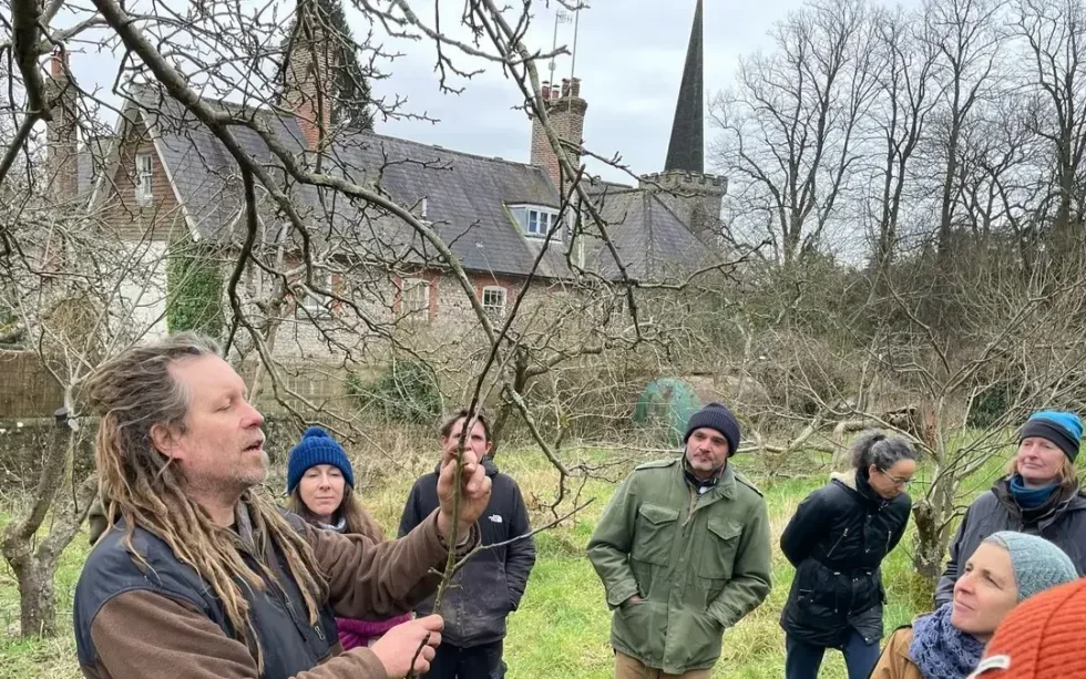 Pruning young fruit trees