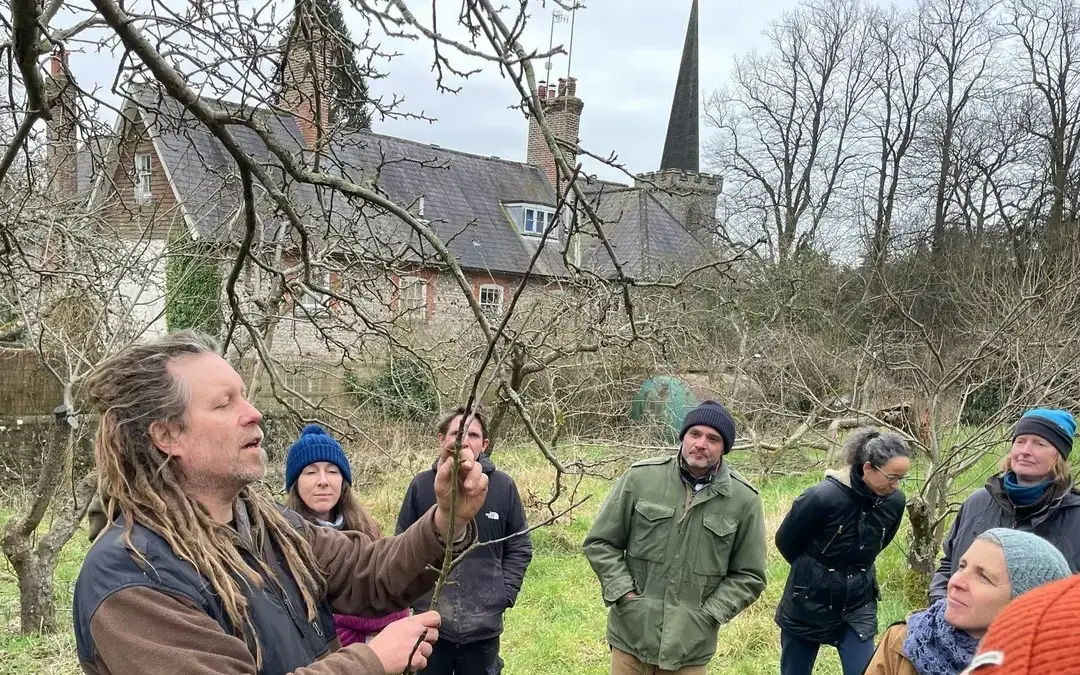 Pruning young fruit trees
