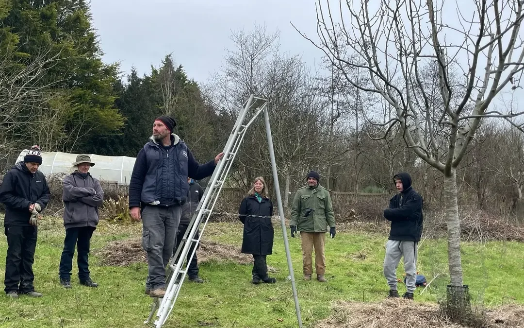 Safe ladder use in Home Farm Orchard