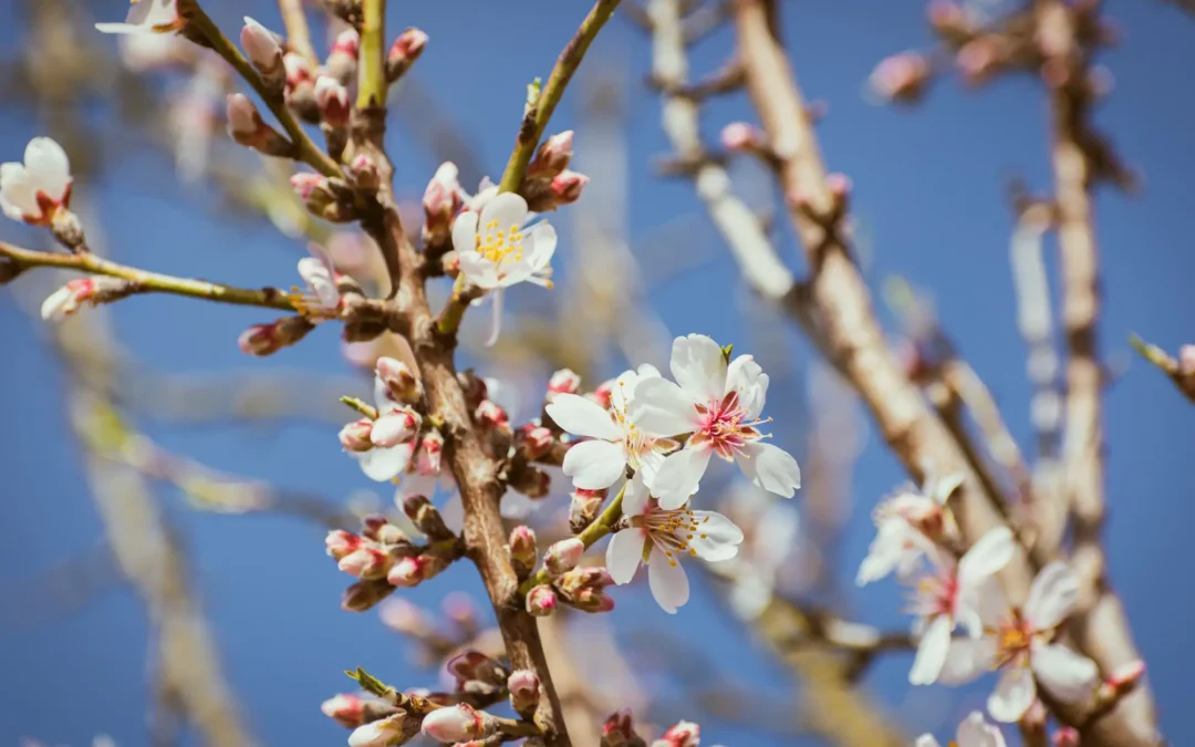 Apple Blossom Day: Sunday 26th April 2026