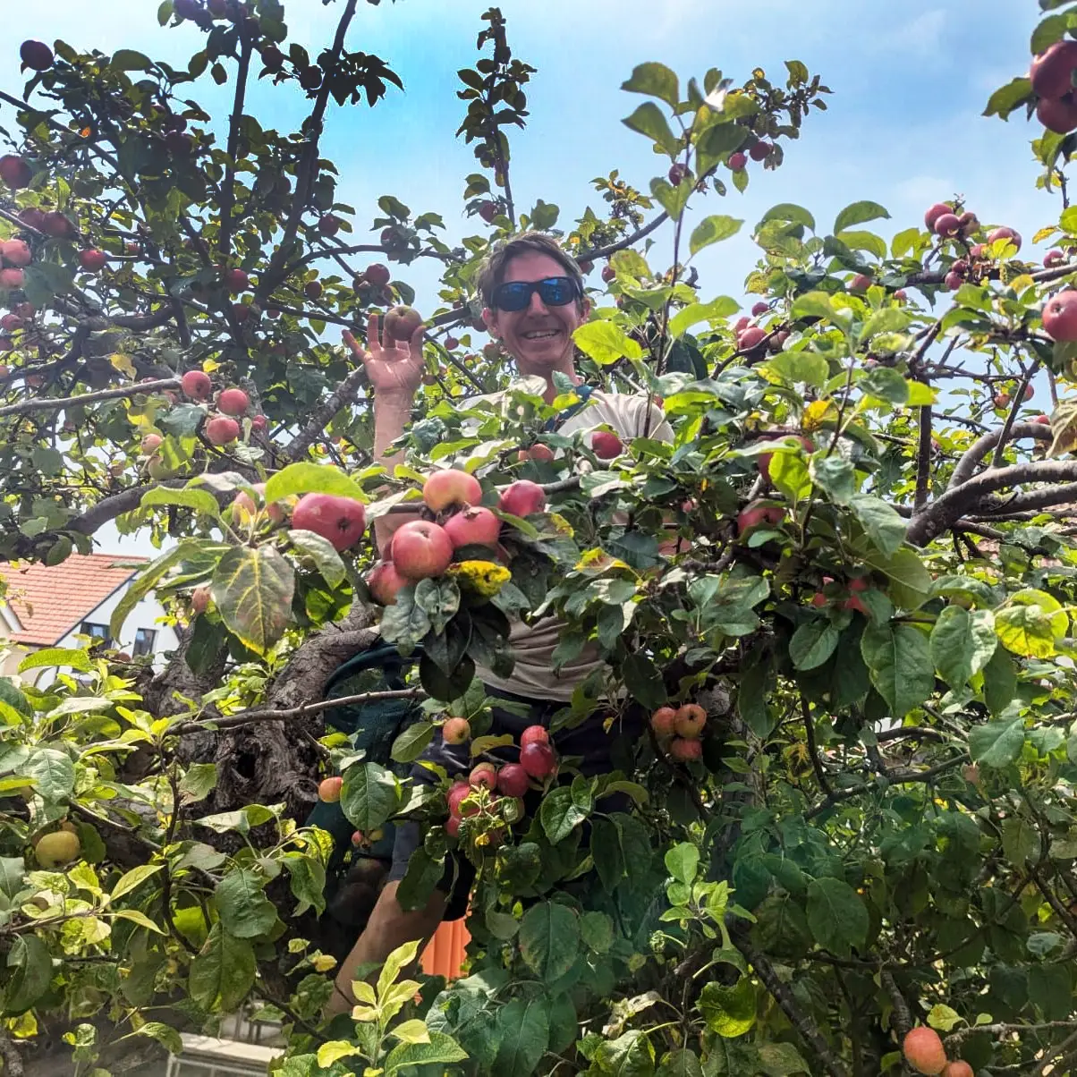 Volunteer on apple tree