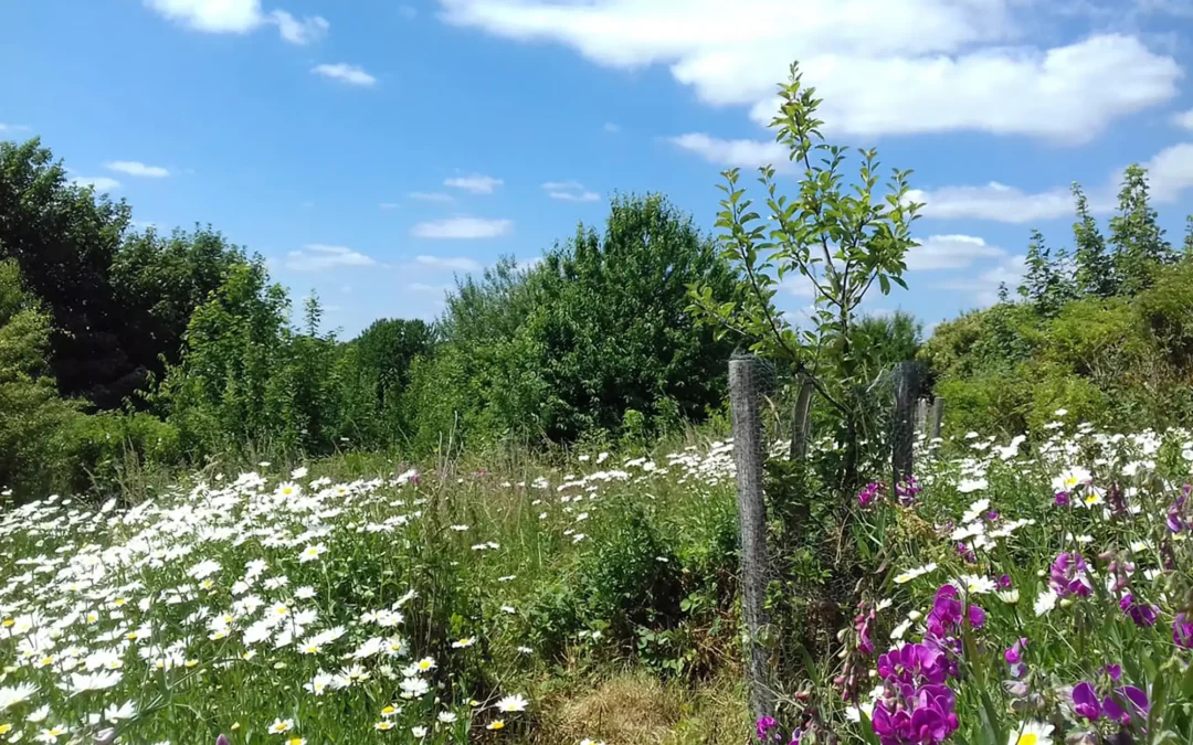 The value of community orchards