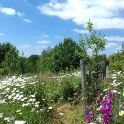racehill community orchard