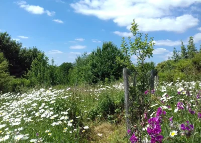 The value of community orchards