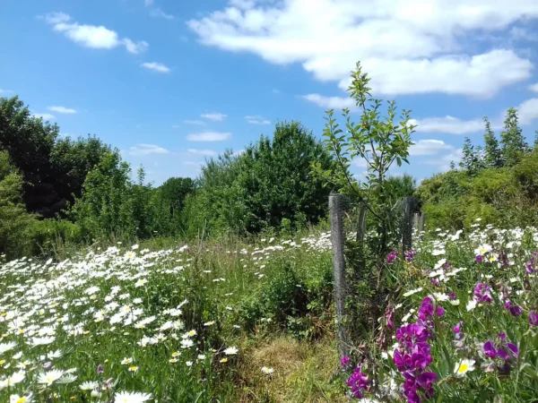 racehill community orchard
