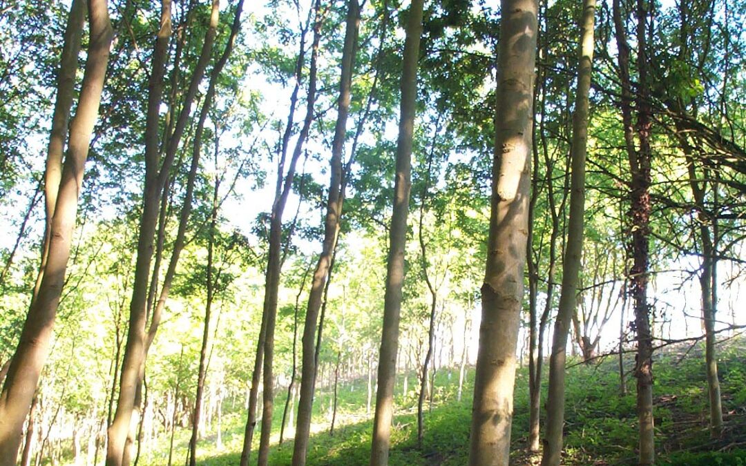 Planting and managing a woodland
