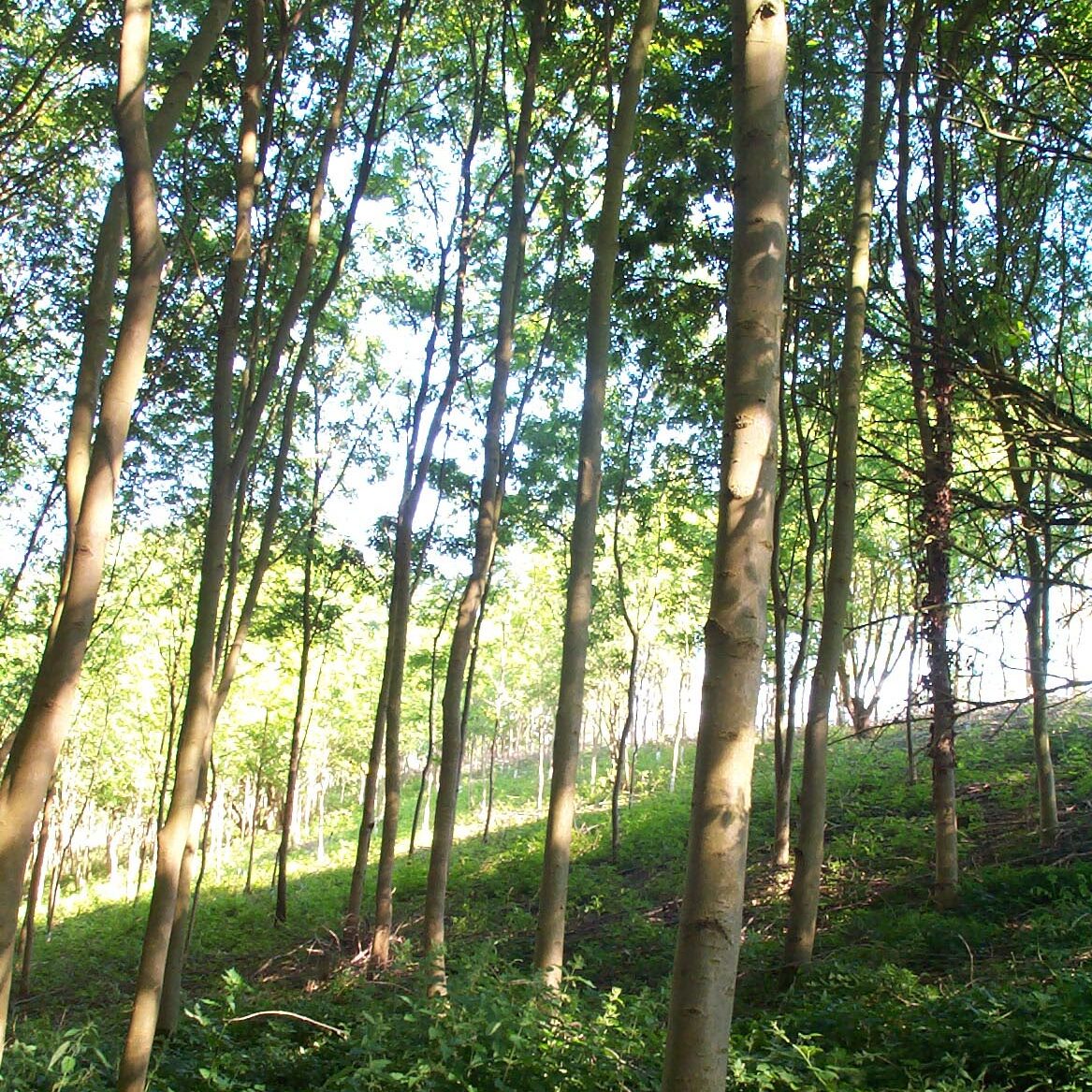Young woodland
