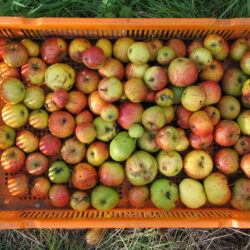 crate of apples