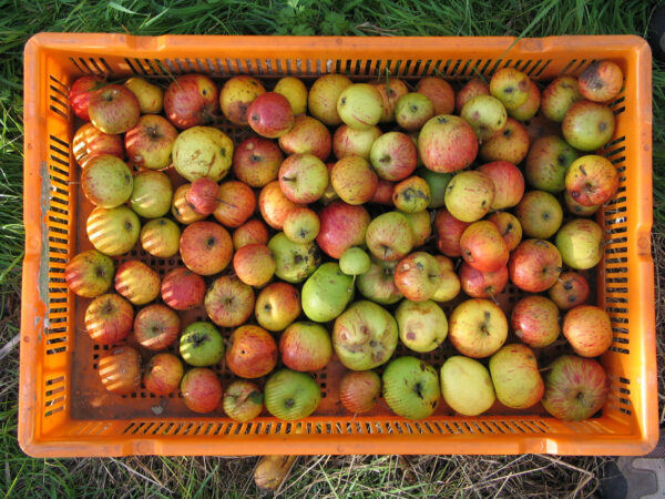 crate of apples