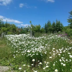 Racehill Orchard summer