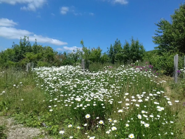 Racehill Orchard summer