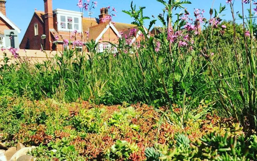 Green Roofs