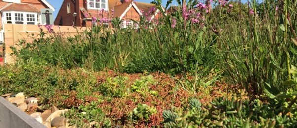 Green Roofs