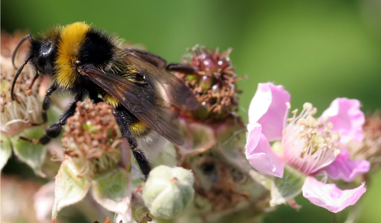 bee on blossom