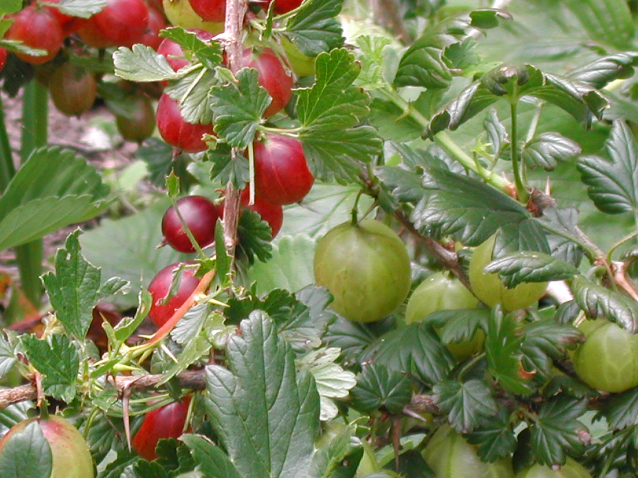 Growing fruit in small spaces – Brighton Permaculture Trust