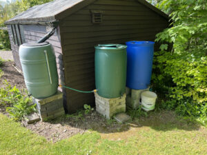 Water butts collecting from shed roof