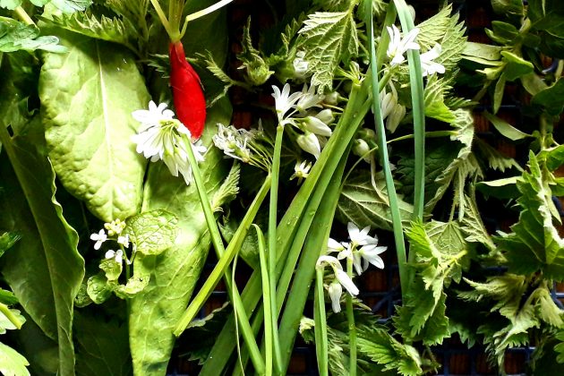 Radish, Jack By the Hedge, Three Cornered Leek