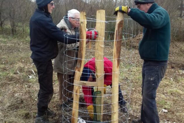 Planting the walnut trees