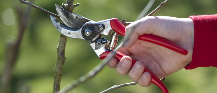 https://brightonpermaculture.org.uk/wp-content/uploads/courses/careoftrees/slideshow/careoffruittrees01.jpg