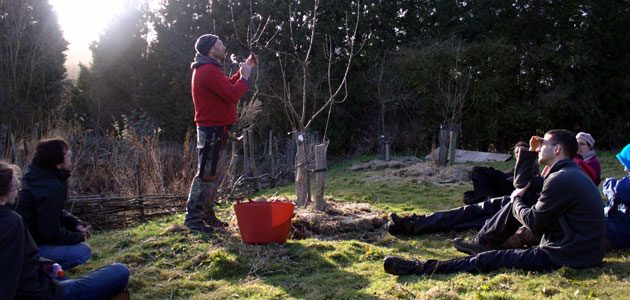 Pruning young fruit trees