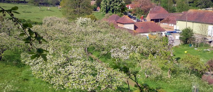 https://brightonpermaculture.org.uk/wp-content/uploads/events/blossomtour/slideshow/appleblossomtour01.jpg