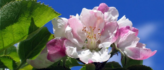 https://brightonpermaculture.org.uk/wp-content/uploads/events/blossomtour/slideshow/appleblossomtour04.jpg