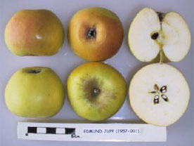 Edmund Jupp apple
