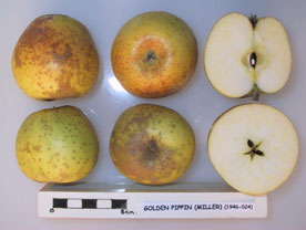 Golden Pippin apple