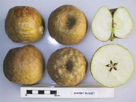 Knobby Russet apple