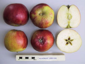 Rougemont apple