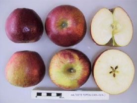 Saltcote Pippin apple