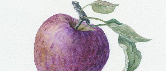 purple apples