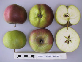 Tinsley Quince apple