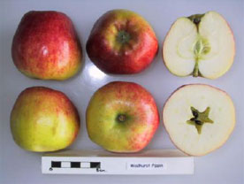 Wadhurst Pippin apple