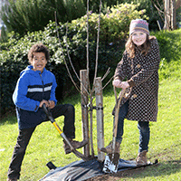 children planting apple tree