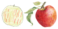 drawings of apples