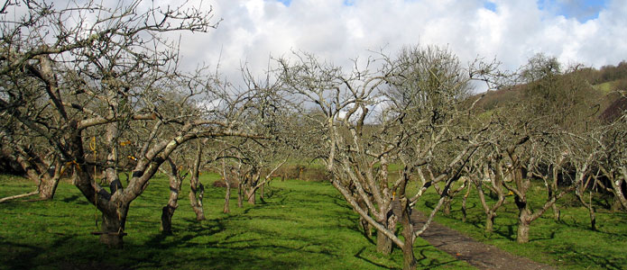 https://brightonpermaculture.org.uk/wp-content/uploads/fruit/homefarm/orchards02.jpg